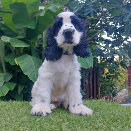 C'est si bon-English Cocker Spaniel- of Styrian black Stars English Cocker Spaniel- of Styrian black Stars