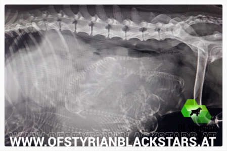 Juliane ofstyrianblackstars M-Wurf English Cocker Spaniel - of Styrian black Stars