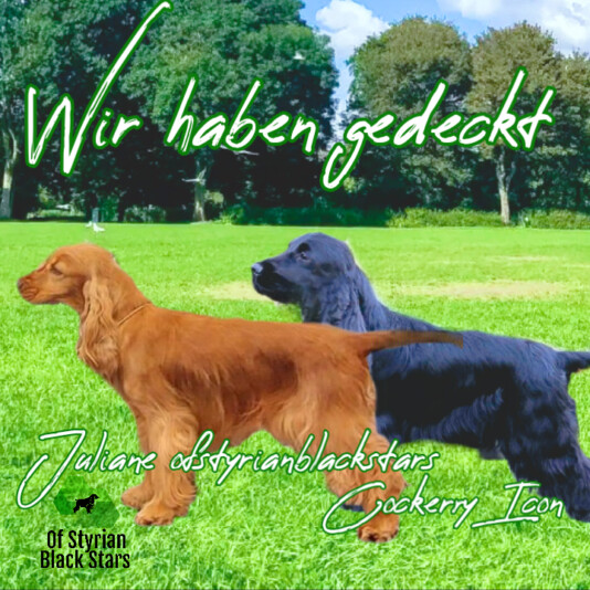 of Styrian black Stars