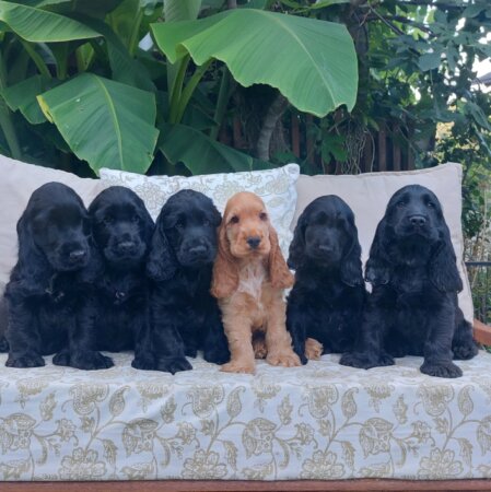 M-Wurf- English Cocker Spaniel- of Styrian black Stars English Cocker Spaniel- of Styrian black Stars